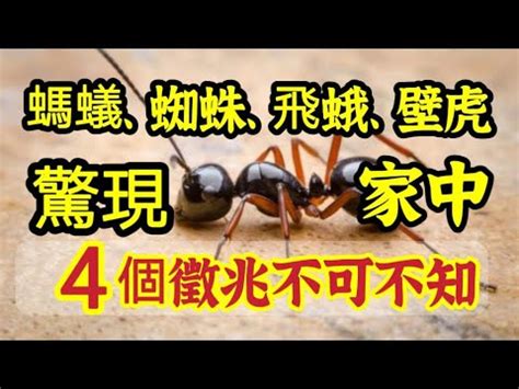 突然出現大量螞蟻|家裡突然冒出很多小螞蟻怎麼辦？滅蟲專家教3招徹底。